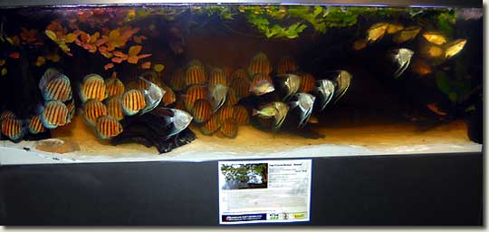 Interzoo 2008  Biotope 2