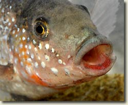 Collecting Iranocichla in Iran