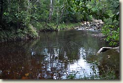 Caño Tonnina