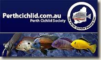 Lectures at the Perth Cichlid Society