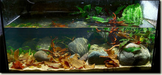 JBL Biotope Aquarium Competition 2012