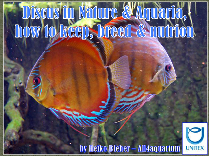 discus-in-nature--aquaria.jpg