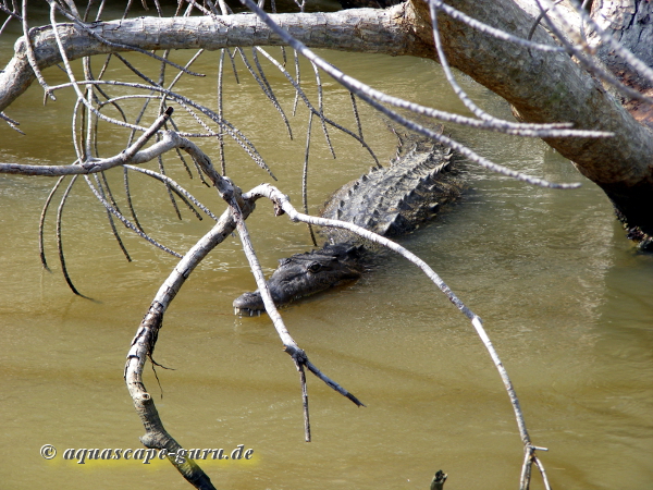 Crocodylus acutus Bild12