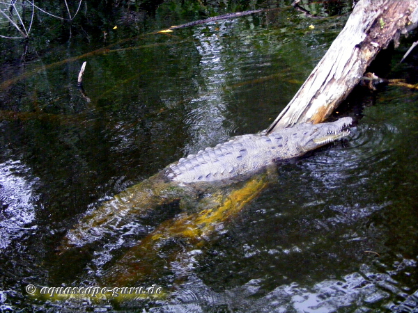 Crocodylus acutus Bild13