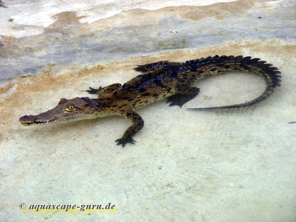 Crocodylus acutus Bild14 giovane