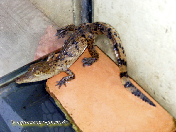 Crocodylus acutus Bild15 bambino