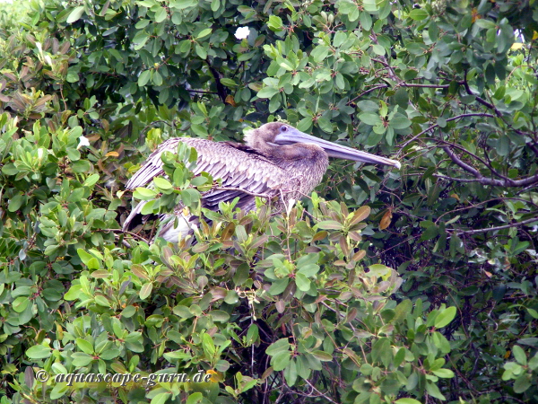 Pelecanus occidentalis Bild8