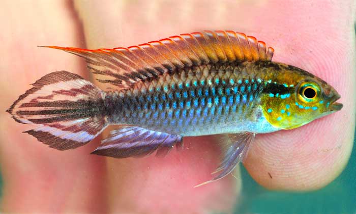 Apistogramma sp. 2 - Purité - Amazonas