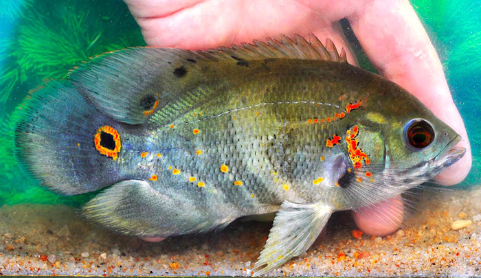 Astronotus ocellatus, male, Praia Piraiuara-Miri, Furo Trombetas, Purus, Amazonas, Brazil