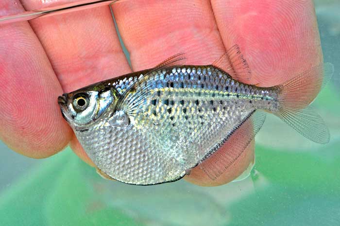 Gasteropelecus maculatus - Quebrada-Puente - Chocó-Darién - Panama