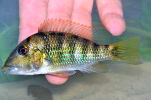 Geophagus - Quebrada-Puente - Chocó-Darién - Panama