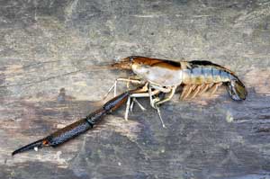 Macrobrachium carcinus - Rio Tuira