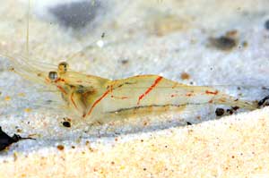 Palaemon cf. pandaliformis - Quebrada-Puente -Chocó-Darién - Panama