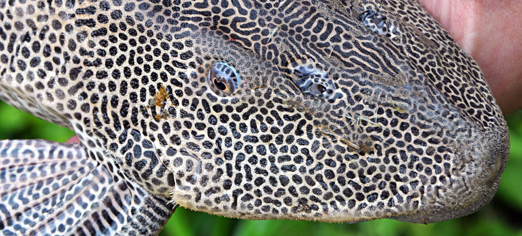 Isorineloricaria sp. from Rio Magdalena, Colombia