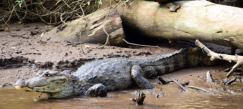 Cano Negro, Costa Rica